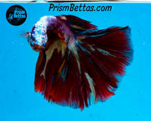 Load image into Gallery viewer, Rainbow Marble Halfmoon Male