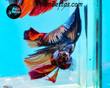 Load image into Gallery viewer, Rainbow Marble Halfmoon Male