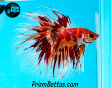 Load image into Gallery viewer, Candy Koi Crowntail Male