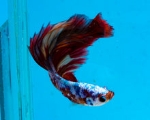 Load image into Gallery viewer, Rainbow Marble Halfmoon Male