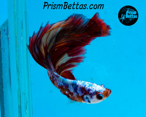 Rainbow Marble Halfmoon Male