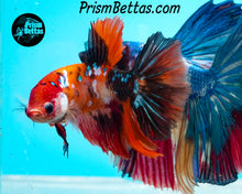 Load image into Gallery viewer, Candy Koi Halfmoon Female