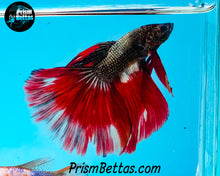 Load image into Gallery viewer, Red Copper Marble Halfmoon Male