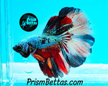 Load image into Gallery viewer, Rainbow Marble Halfmoon Male