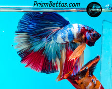 Load image into Gallery viewer, Rainbow Marble Halfmoon Male