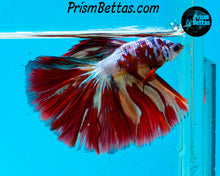 Load image into Gallery viewer, Rainbow Marble Halfmoon Male