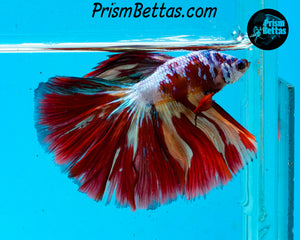 Rainbow Marble Halfmoon Male