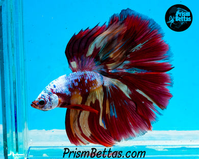 Rainbow Marble Halfmoon Male