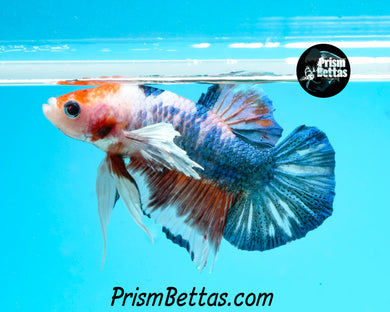 Marble Dumbo Halfmoon Plakat Male