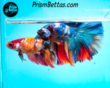 Load image into Gallery viewer, Rainbow Marble Halfmoon Male