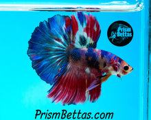 Load image into Gallery viewer, Rainbow Marble Halfmoon Male