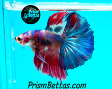 Load image into Gallery viewer, Rainbow Marble Halfmoon Male