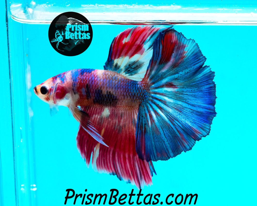 Rainbow Marble Halfmoon Male