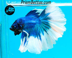 Turquoise Butterfly Halfmoon Male