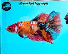 Load image into Gallery viewer, Candy Koi Halfmoon Female
