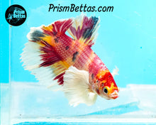 Load image into Gallery viewer, Pink Candy Koi Dumbo Halfmoon Plakat Male