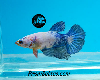 Marble Halfmoon Female