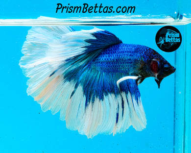 Turquoise Butterfly Halfmoon Male