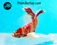 Load image into Gallery viewer, Pink Candy Koi Dumbo Halfmoon Plakat Male