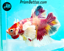 Load image into Gallery viewer, Pink Candy Koi Dumbo Halfmoon Plakat Male