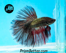 Load image into Gallery viewer, Copper Halfmoon Male