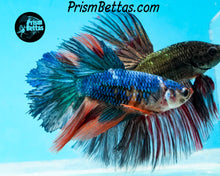 Load image into Gallery viewer, Marble Halfmoon Female