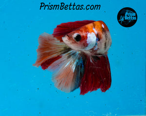Candy Koi Halfmoon Female