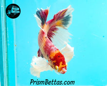 Load image into Gallery viewer, Pink Candy Koi Dumbo Halfmoon Plakat Male