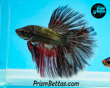 Load image into Gallery viewer, Copper Halfmoon Male