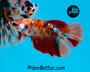 Candy Koi Halfmoon Female
