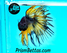 Load image into Gallery viewer, Mustard Gas Crowntail Male