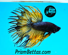 Load image into Gallery viewer, Mustard Gas Crowntail Male