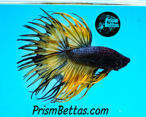 Mustard Gas Crowntail Male