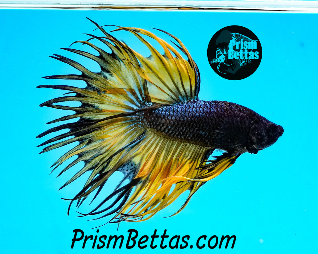 Mustard Gas Crowntail Male