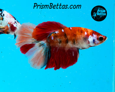 Candy Koi Halfmoon Female