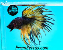 Load image into Gallery viewer, Mustard Gas Crowntail Male