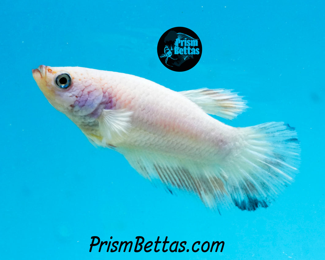 Marble Halfmoon Female