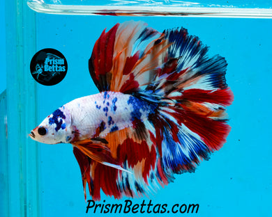 Rainbow Marble Halfmoon Male