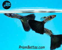 Load image into Gallery viewer, Blue Galaxy Guppy Pair Locally bred