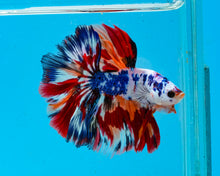 Load image into Gallery viewer, Rainbow Marble Halfmoon Male