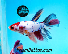 Load image into Gallery viewer, Rainbow Marble Halfmoon Female Buy 4 Get 1 Free