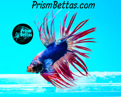 Pink Grizzle Crowntail Male