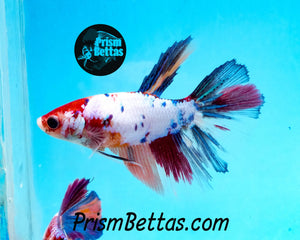 Rainbow Marble Halfmoon Female Buy 4 Get 1 Free