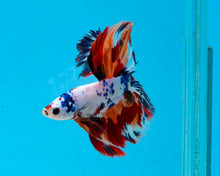 Load image into Gallery viewer, Rainbow Marble Halfmoon Male