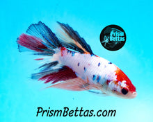 Load image into Gallery viewer, Rainbow Marble Halfmoon Female Buy 4 Get 1 Free