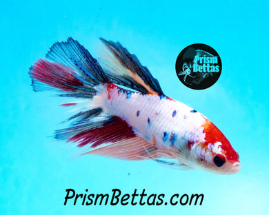 Rainbow Marble Halfmoon Female Buy 4 Get 1 Free