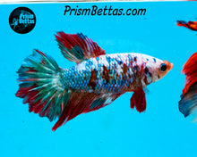 Load image into Gallery viewer, Marble Halfmoon Female