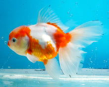 Load image into Gallery viewer, Orange and White Longfinned Oranda (5 inches) Imported from Thailand