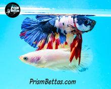 Load image into Gallery viewer, Marble Halfmoon Plakat Male