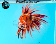 Load image into Gallery viewer, Candy Koi Crowntail Male
